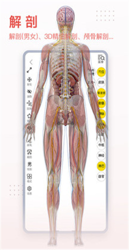 3dbody解剖截图1