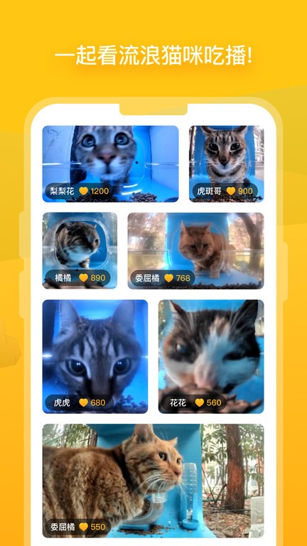 哈啰街猫app截图3