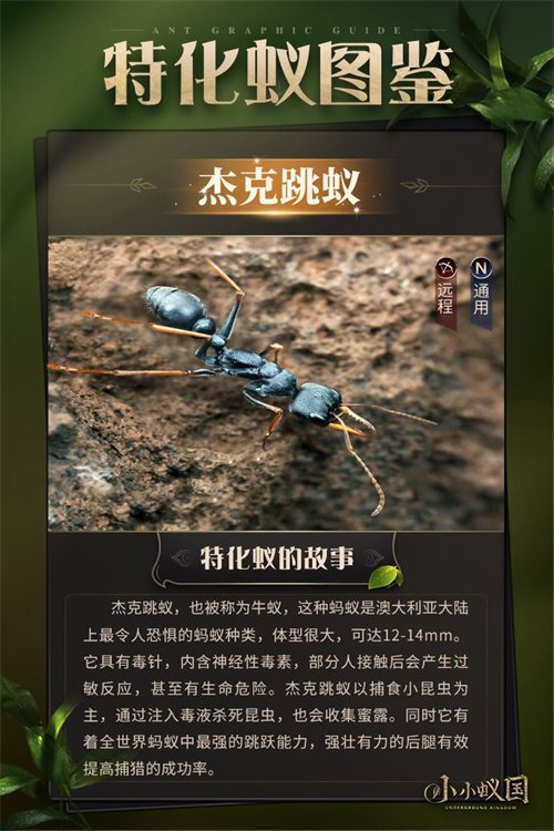 小小蚁国蚂蚁图鉴 蚂蚁有哪些