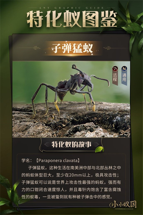 小小蚁国蚂蚁图鉴 蚂蚁有哪些