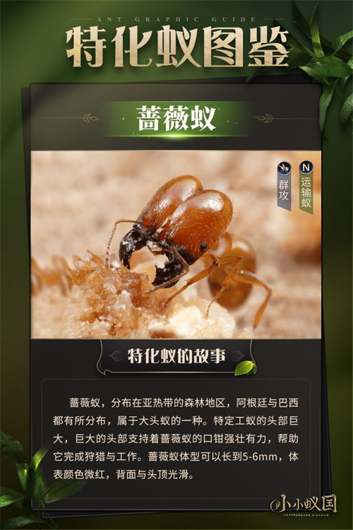 小小蚁国蚂蚁图鉴 蚂蚁有哪些